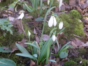 Galanthus elwesii 'Maidwell L'